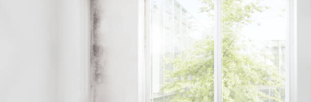 Best Water Damage & Mold Remediation  in New Concord, OH