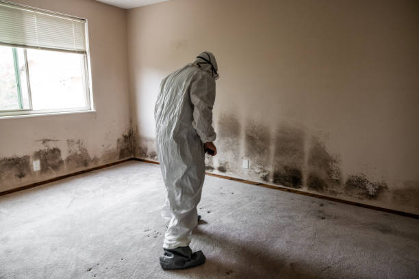 Environmental Consulting for Mold Prevention in New Concord, OH